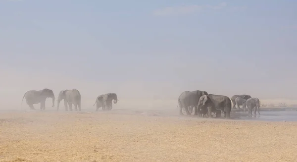 Elephants at a watering hole during a dust storm in the Namibian savanna