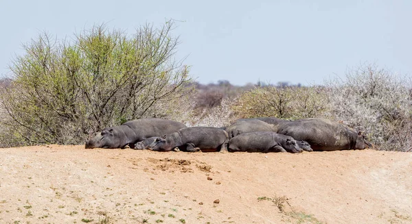 Una Familia Hipopótamos Descansando Junto Abrevadero Franja Caprivi Namibia — Foto de Stock