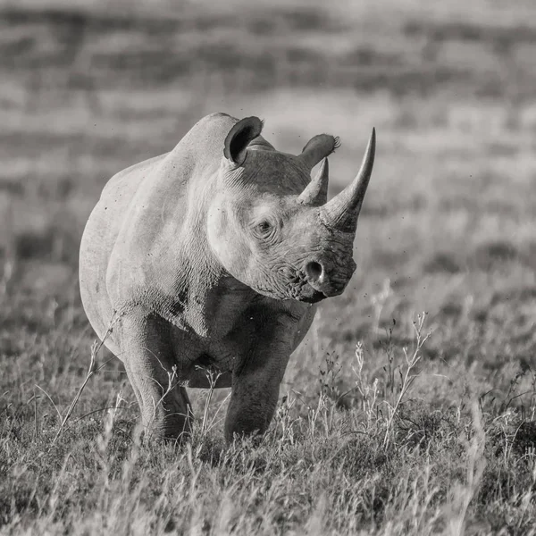 Rinoceronte Negro Adulto Solitário Pastagens África Austral — Fotografia de Stock