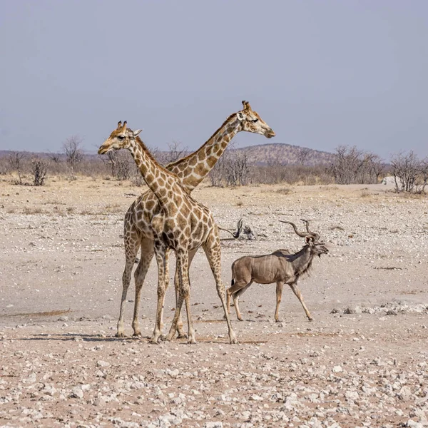 Une Paire Girafes Taureau Kudu Dans Savane Namibienne — Photo