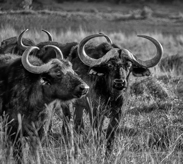 Afrikanska Bufflar Södra Afrikanska Savannen — Stockfoto