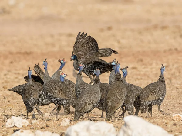 Bandada Guineafowl Casco Namibia Savanna — Foto de Stock