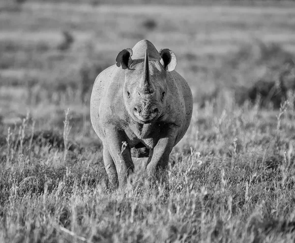 Самотній Дорослих Чорний Носоріг Пасовища Південній Африці — стокове фото