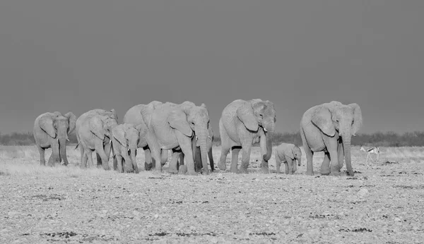 Manada Reproductora Elefantes Africanos Caminando Por Sabana Namibia — Foto de Stock