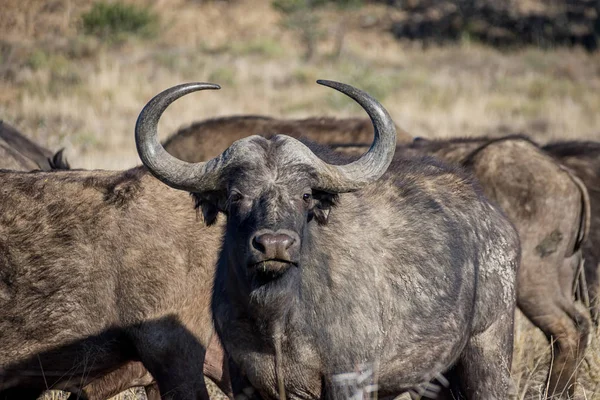 African Buffalos in Southern African savanna