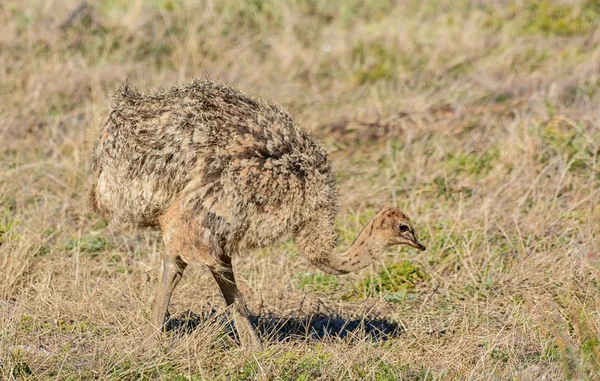 An Ostrich chick in Southern Africa