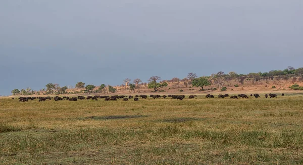 African Buffalos in Southern African savanna