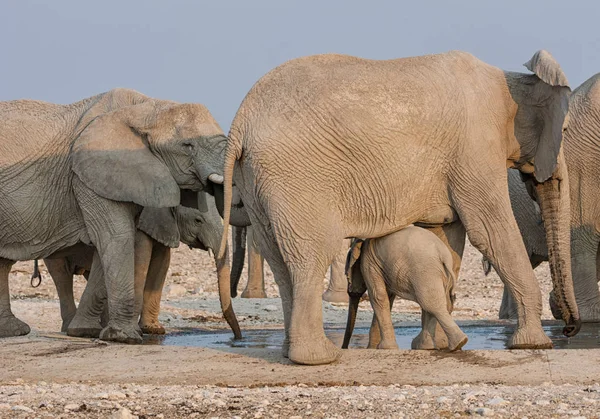 Una Famiglia Elefanti Africani Una Pozza Acqua Nella Savana Namibiana — Foto Stock