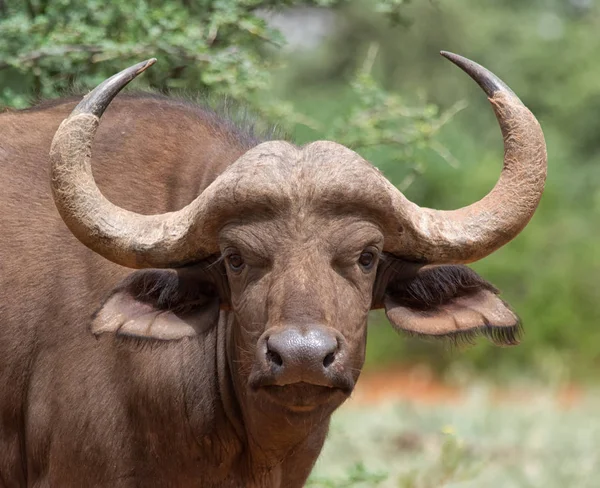 Facial Portrait Young African Buffalo Stock Image