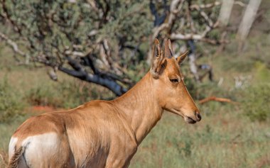 Güney Afrika savana bir çocuk kırmızı Hartebeest duran