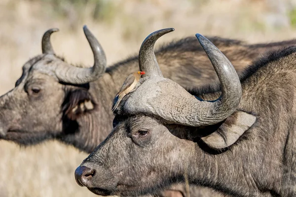 Bawół Afrykański Oxpecker Ptaków Południowej Afrykańskiej Sawanny — Zdjęcie stockowe