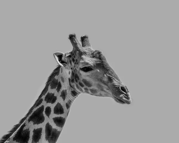 Monochrom Gesichtsnahes Porträt Einer Giraffe — Stockfoto