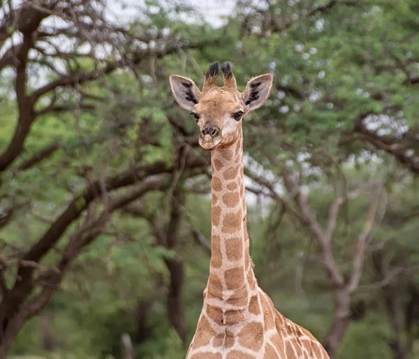 Žirafa Severní Kapsko Jižní Afrika — Stock fotografie