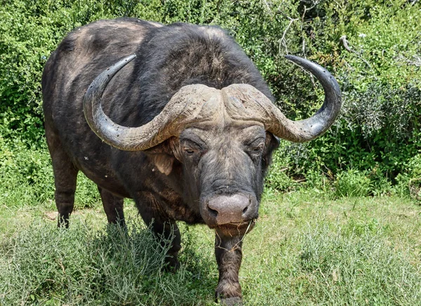 Buffalo Africano Nella Savana Dell Africa Australe — Foto Stock