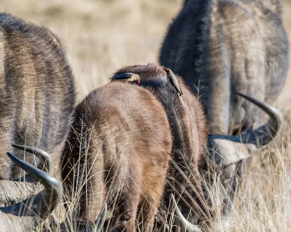 African Buffalo with Oxpecker birds  in Southern African savanna