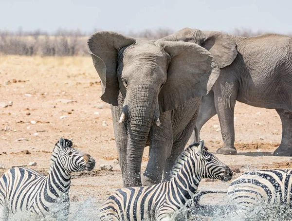 Elephant Chasing Zebra Watering Hole Namibian Savanna — Stock Photo, Image