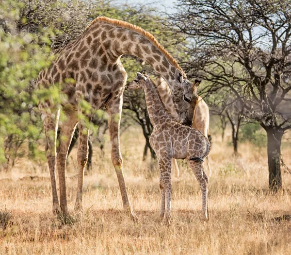 Μητέρα Καμηλοπάρδαλη Και Μοσχάρι Της Περπάτημα Στη Νότια Αφρικανική Σαβάνα — Φωτογραφία Αρχείου