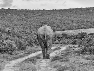 Güney Afrika savana bir kir parça aşağı çekip bir fil