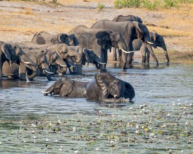 Bir sürüsü Afrika içki ve serin bir nehir Namibya'nın Caprivi şerit aşağı gelir