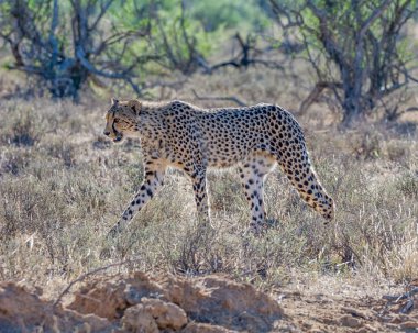 Güney Afrika savana bir çocuk Çita