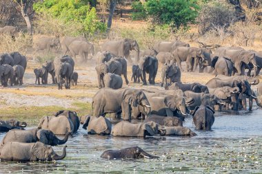 Bir sürüsü Afrika içki ve serin bir nehir Namibya'nın Caprivi şerit aşağı gelir
