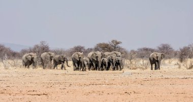 Bir üreme sürüsü Afrika Namibya savana yürüyüş