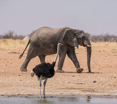 Bir devekuşu ve Namibya savana bir sulama delik, bir fil