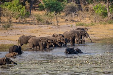 Afrika, içme ve Caprivi şerit, Namibya nehirde yüzme fil sürüsü
