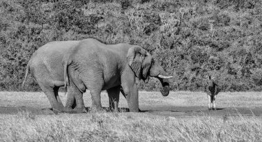 Bir Zebra sabırla bir sulama delik içinde Güney Afrika, bitirmek filler için bekler.