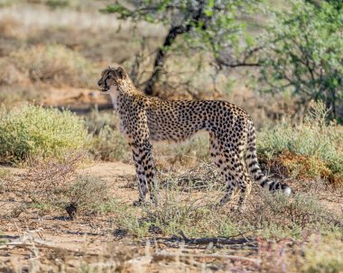 Güney Afrika savana bir çocuk Çita