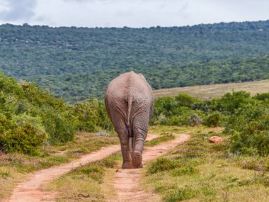 Güney Afrika savana bir kir parça aşağı çekip bir fil