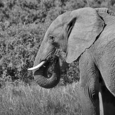 Bir Afrika fili yeme