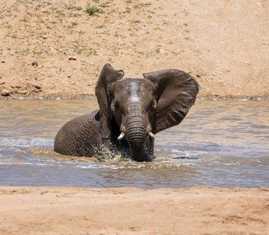 Namibya ülkesindeki bir sulama delik sıcak bir günde bir sıçrama sahip bir Afrika fili