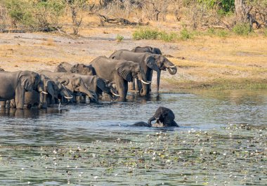 Bir sürüsü Afrika içki ve serin bir nehir Namibya'nın Caprivi şerit aşağı gelir