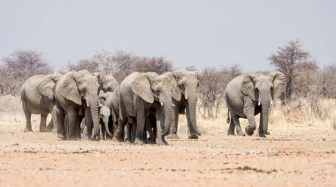 Bir üreme sürüsü Afrika Namibya savana yürüyüş