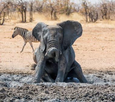Çocuk Afrika fili Namibya savana bir çamur banyo keyfi