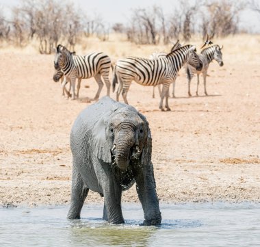Çocuk Afrika fili Namibya savana bir mudbath alarak