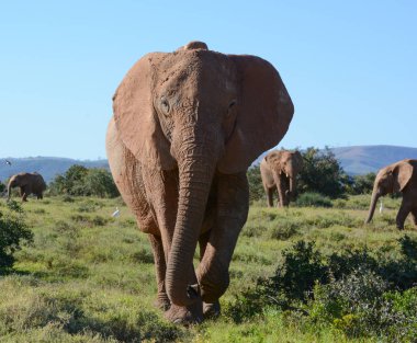 An adult African Elephant heads straight toward us clipart