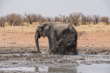 Afrika Namibya savana bir sulama delik bir çamur banyosunda zevk fil