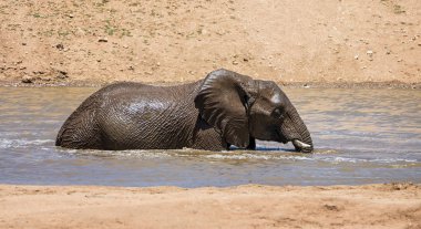 Namibya ülkesindeki bir sulama delik sıcak bir günde bir sıçrama sahip bir Afrika fili