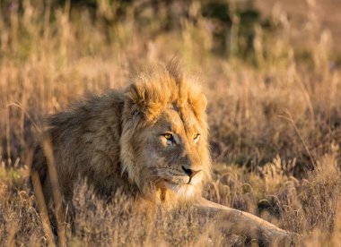 Gündoğumu içinde Güney Afrika savana bir erkek aslan-closeup portresi