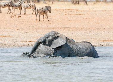 Afrika Namibya bir sulama delik, çamur banyo filler