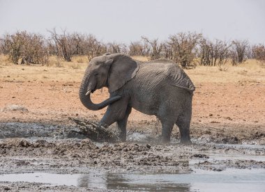Afrika Namibya savana bir sulama delik bir çamur banyosunda zevk fil