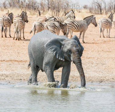 Çocuk Afrika fili Namibya savana bir mudbath alarak