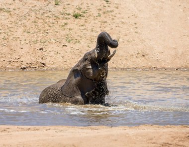 Namibya ülkesindeki bir sulama delik sıcak bir günde bir sıçrama sahip bir Afrika fili