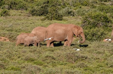 Bir anne ve iki fil buzağı Güney Afrika savana yürüyüş