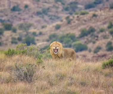 Güney Afrika savana kükreyen bir erkek aslan