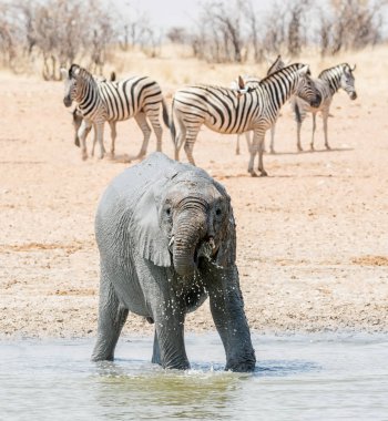 Çocuk Afrika fili Namibya savana bir mudbath alarak