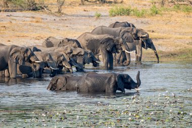 Bir sürüsü Afrika içki ve serin bir nehir Namibya'nın Caprivi şerit aşağı gelir