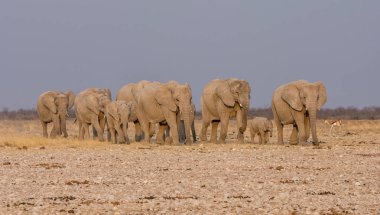 Bir üreme sürüsü Afrika Namibya savana yürüyüş